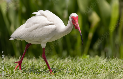 A white ibis in Florida 