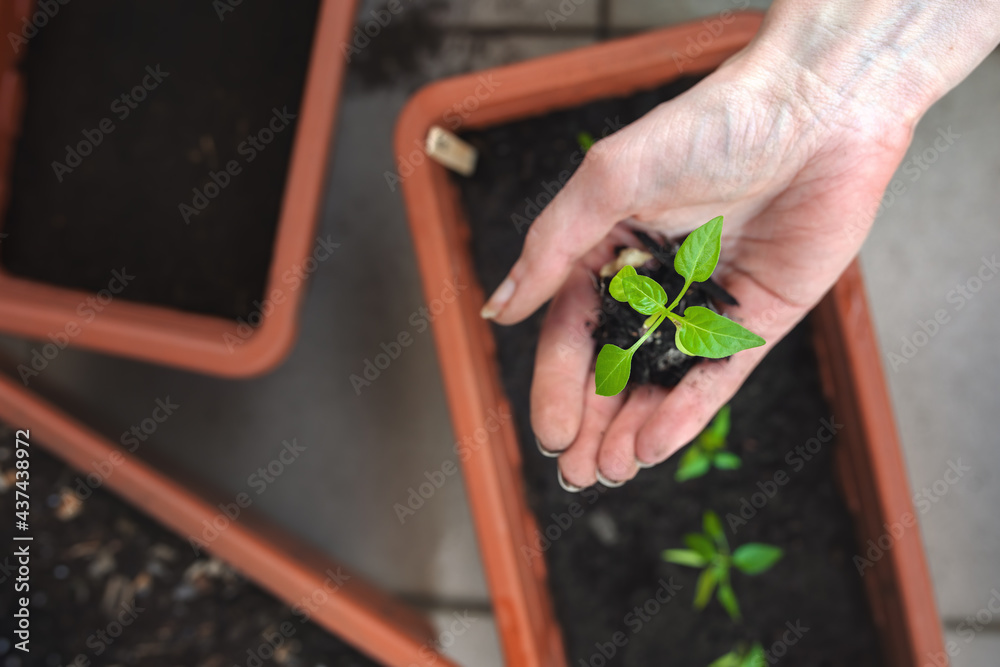 Top view of habanero pepper seedling in a woman's hand before planting in  the soil in