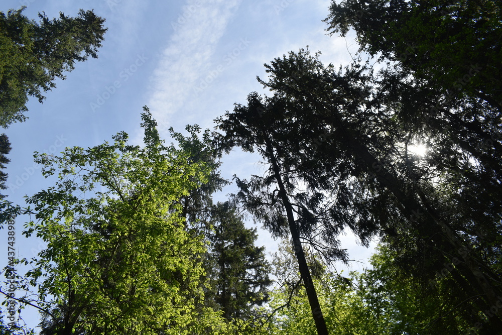 Obraz premium trees and sky