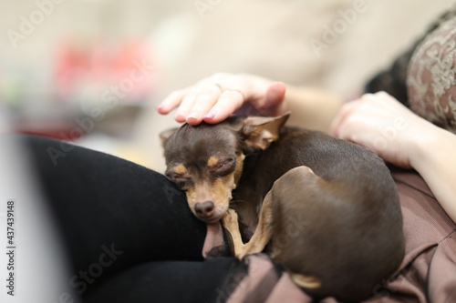 a little helpless toy terrier lay down to rest in his box photo