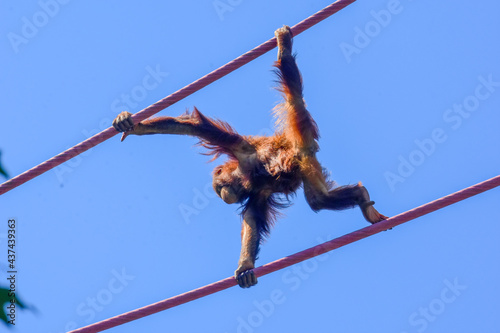 Four-year-old orangutan Redd crosses the O Line at the National Zoo in Washington DC.   photo