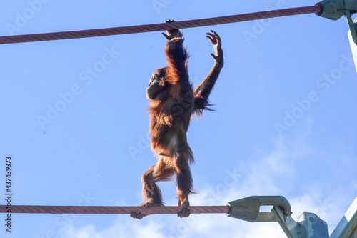 Four-year-old orangutan Redd crosses the O Line at the National Zoo in Washington DC.   photo