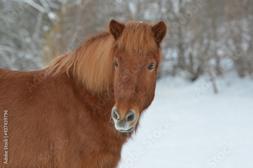 Isländer im Schnee