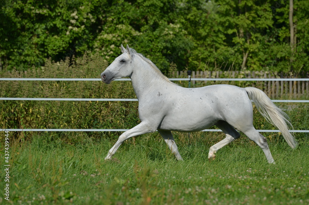 Lipizzaner Lipizzaner