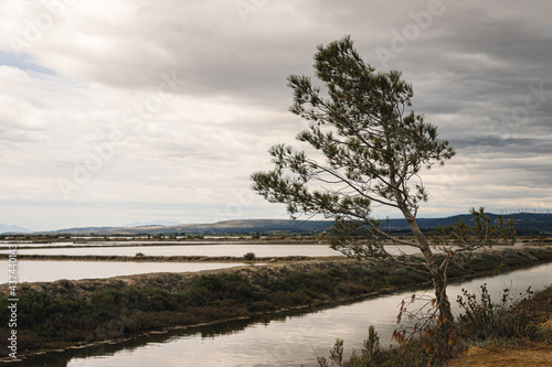 Arbre penché vers les salins de le palme sous un ciel nuageux, région de Narbonne France.