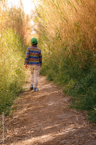 Enfant se promenant au milieu de haute herbes et bambou. Lumière dorée.