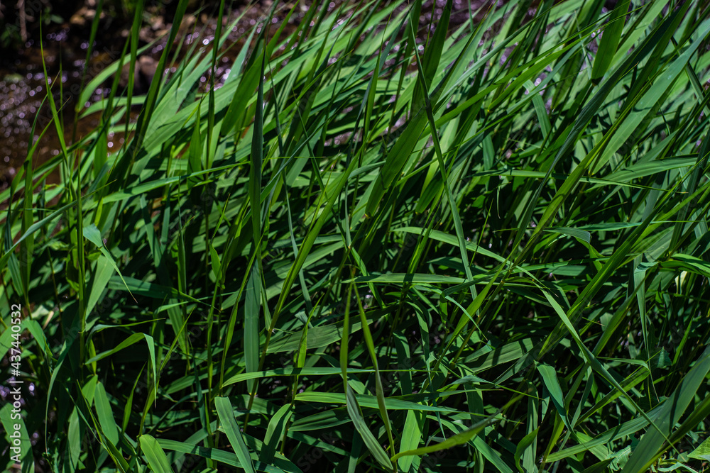 Reed grass as a summer background Reed grass as a summer background