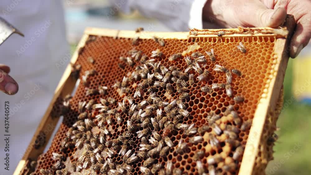 Honeycomb and a lot of bees on a frame in apiary. Beekeeper's hand showing bee uterus among other bees on frame. Close-up. Honeycomb and a lot of bees on a frame in apiary. Beekeeper's hand showing bee uterus among other bees on frame. Close-up.