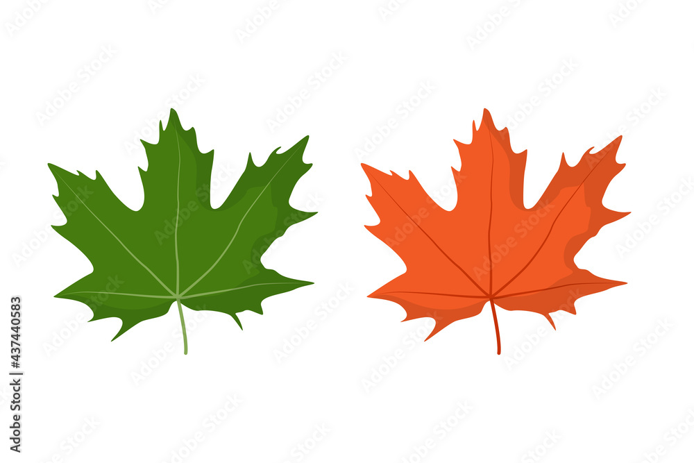 Maple leaf. Spring green and autumn orange. Isolated vector illustration on white background Maple leaf. Spring green and autumn orange. Isolated vector illustration on white background