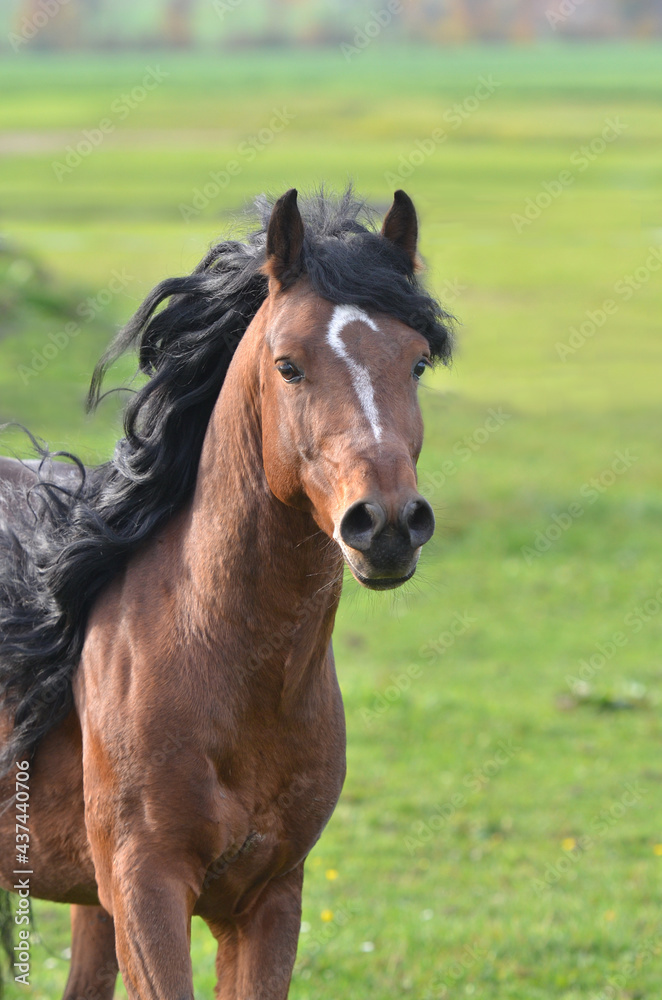 Deutsche Reitponies Deutsche Reitponies