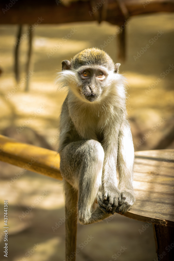 Fototapeta premium Little monkey in the zoo