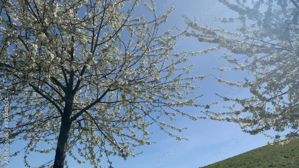 Blossom Trees and Sky 4K - Northala Fields, North West London Blossom Trees and Sky 4K - Northala Fields, North West London