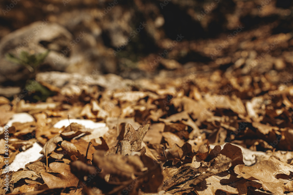 Dry autumn fallen leaves on forest ground Dry autumn fallen leaves on forest ground