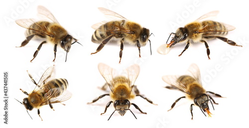 Set honeybee isolated on white background, clipping path