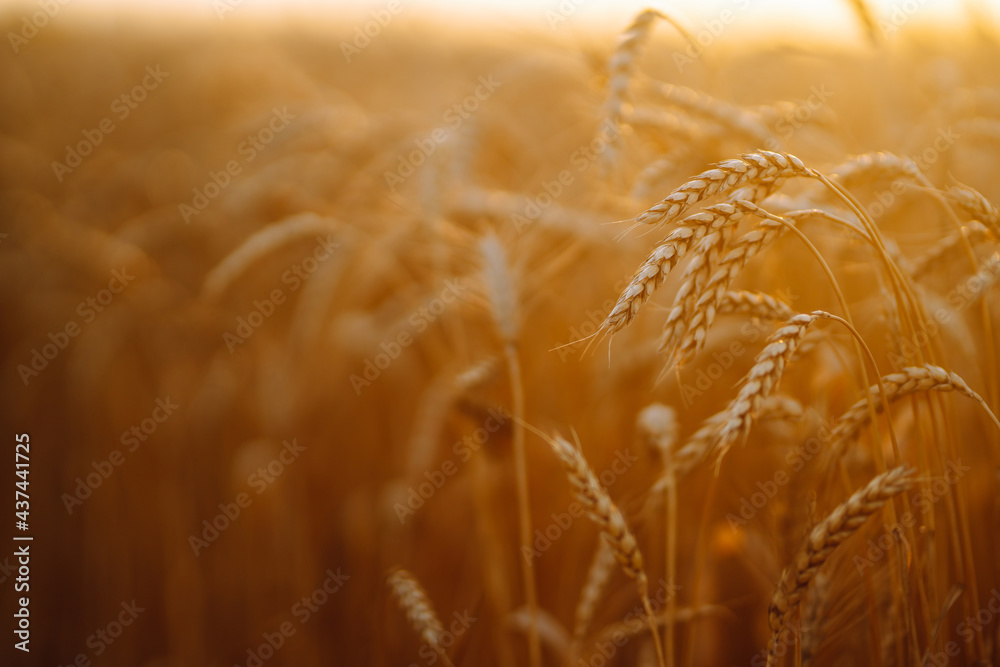 Gold wheat field. Growth nature harvest. Agriculture farm.