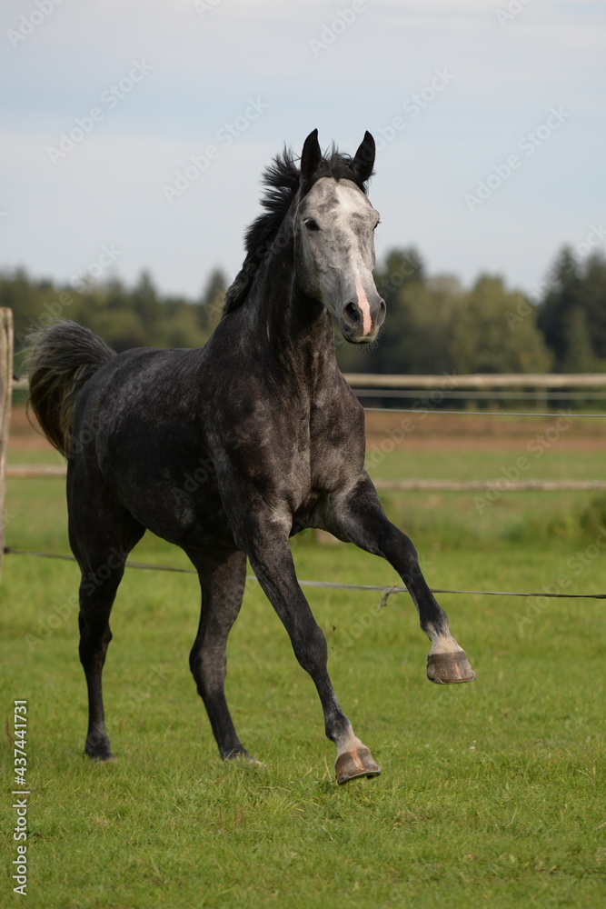 Warmblut auf Koppel