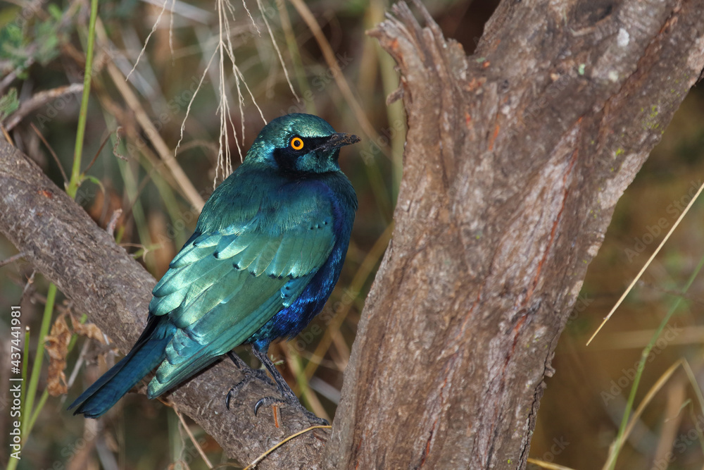 Rotschulter-Glanzstar/ Cape glossy starling or Red-shouldered starling / Lamprotornis nitens