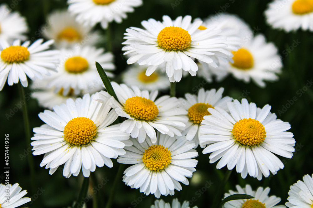 A group of daisies in the garden