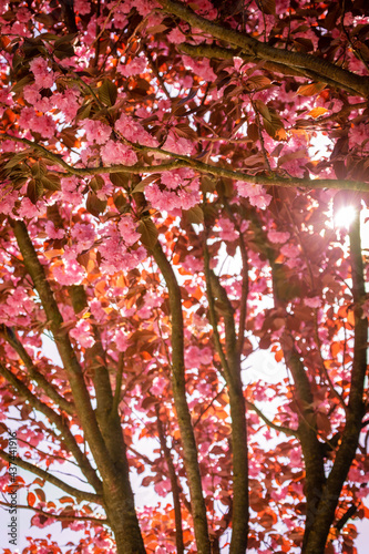 Cherry blossoms in the park Krasnodar