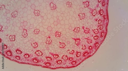 Microscope Stem Parenchyma Cross Section 1000x photo