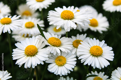 A group of daisies in the garden