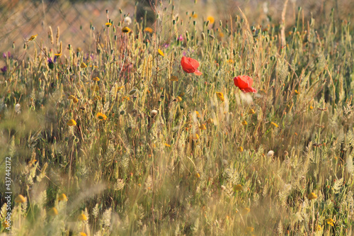 Field of ears, flowers and poppies bathed in light, selective focus.