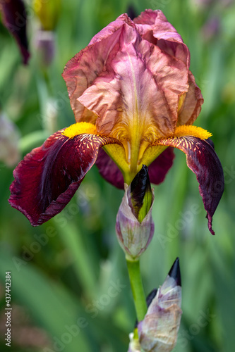 Close-up of purple-yellow iris blatant flower in the spring garden