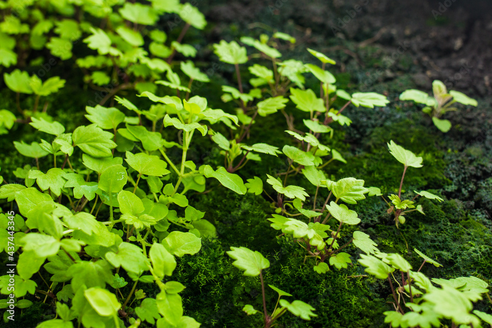 Seedling of strawberries from seeds. Grown on a windowsill Seedling of strawberries from seeds. Grown on a windowsill