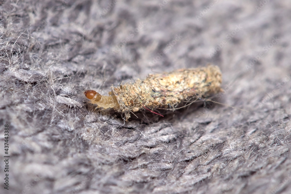 Larva of Tinea pelionella moth dragging her snug case on a fabric cloth. High quality photo Larva of Tinea pelionella moth dragging her snug case on a fabric cloth. High quality photo