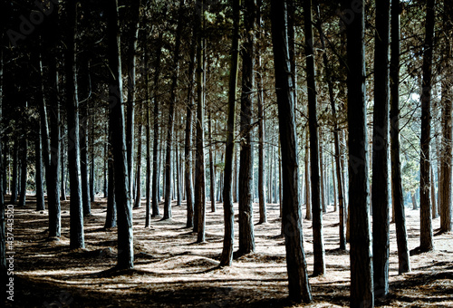 Pine forest with repitition and shadows in Quintay, Chile. 