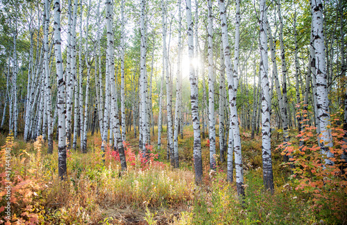 The sun glows through the aspen trees in autumn in Utah.  © julie