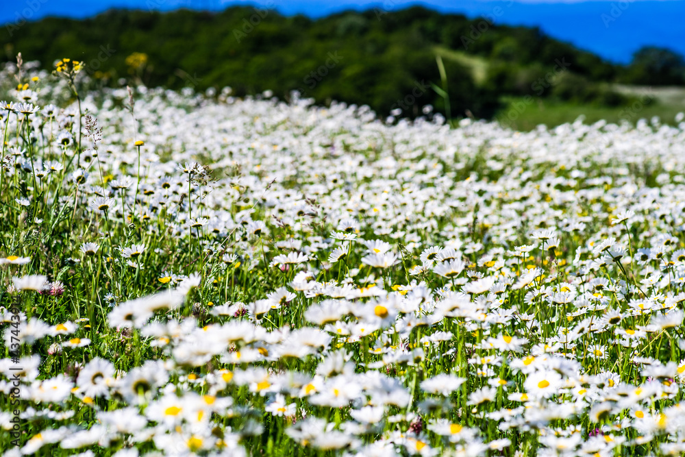 Summer wild meadow Summer wild meadow