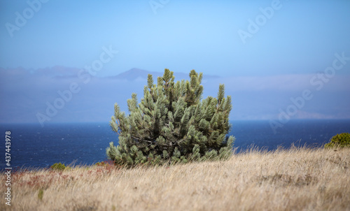 a rare torrey pine tree on santa rosa island, channel islands national park.  photo