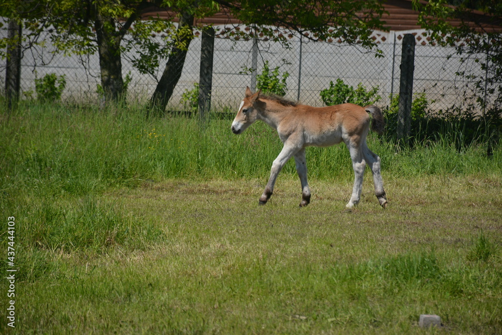 Źrebak
