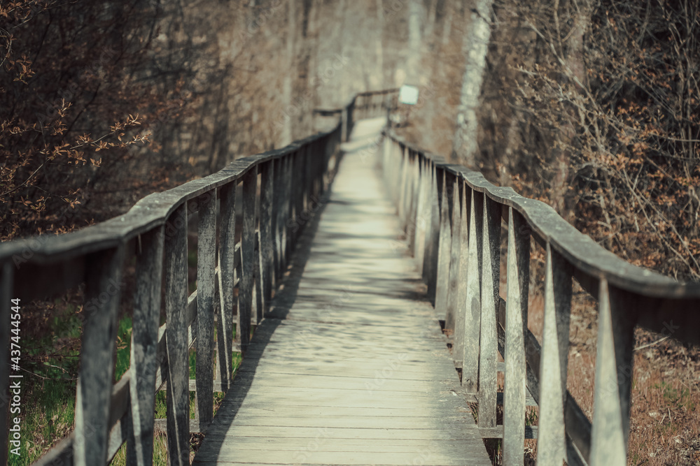 Obraz premium bridge in the forest