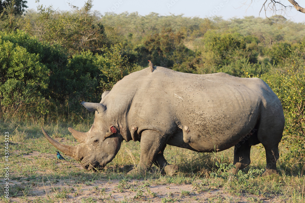Fototapeta premium Breitmaulnashorn+Rotschnabel-Madenhacker+Rotschulter-Glanzstar / Square-lipped rhinoceros+Red-billed oxpecker+Cape glossy starling / Ceratotherium Simum+Buphagus erythrorhynchus+Lamprotornis nitens