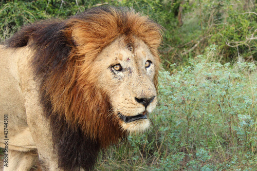 Afrikanischer L  we   African lion   Panthera Leo.