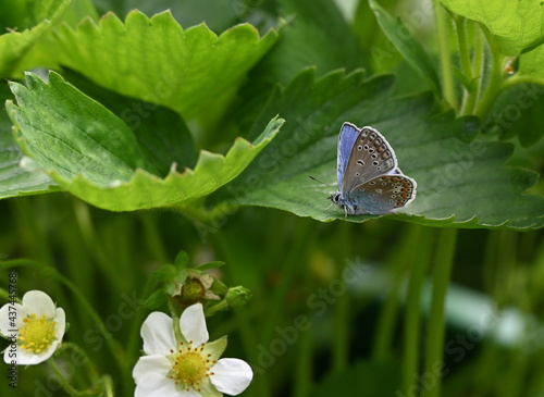 Der Bläuling, kleiner Schmetterling