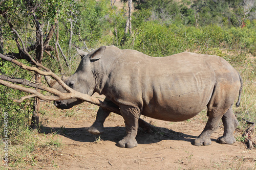 Breitmaulnashorn   Square-lipped rhinoceros   Ceratotherium Simum