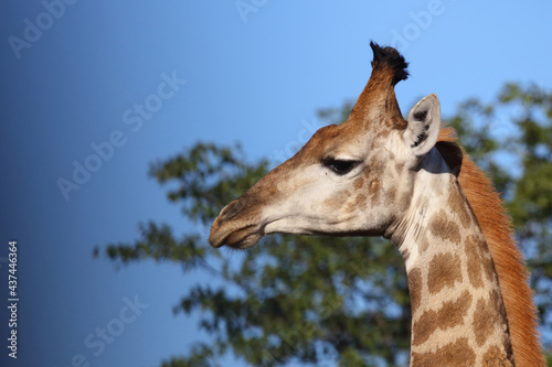 Photography Giraffe / Giraffe / Giraffa camelopardalis