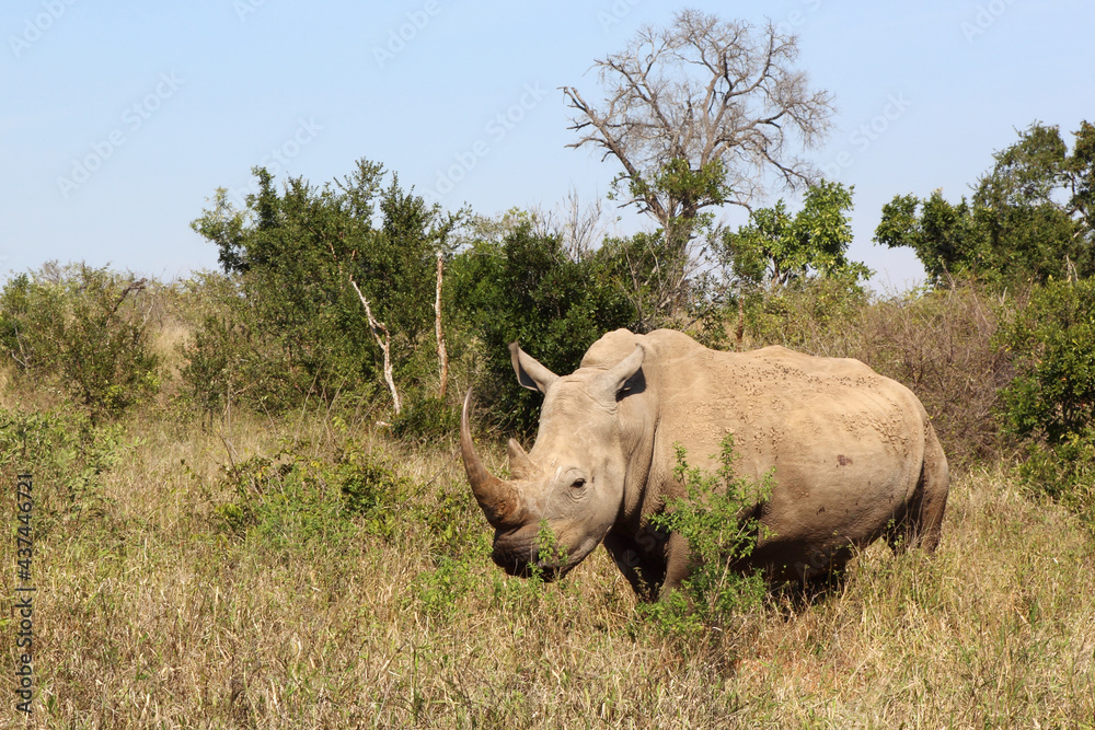 Obraz premium Breitmaulnashorn / Square-lipped rhinoceros / Ceratotherium Simum