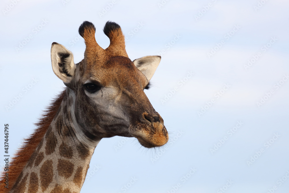 Obraz premium Giraffe / Giraffe / Giraffa camelopardalis