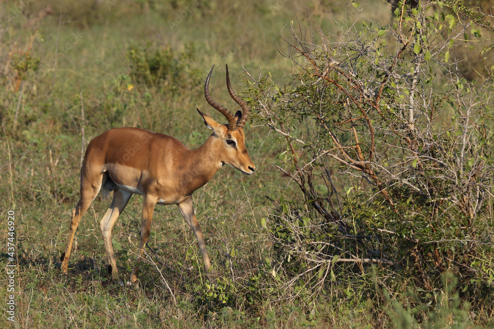Schwarzfersenantilope / Impala / Aepyceros melampus Schwarzfersenantilope / Impala / Aepyceros melampus