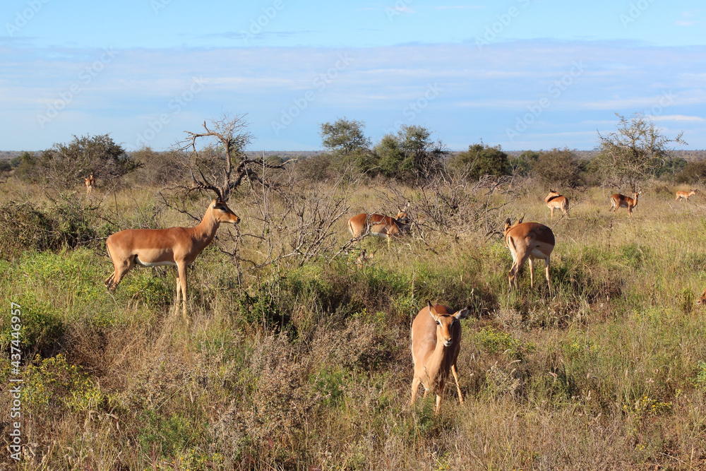 Naklejka premium Schwarzfersenantilope / Impala / Aepyceros melampus
