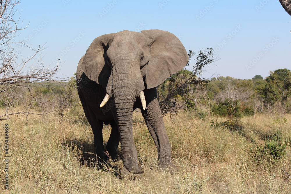 Afrikanischer Elefant / African elephant / Loxodonta africana Afrikanischer Elefant / African elephant / Loxodonta africana