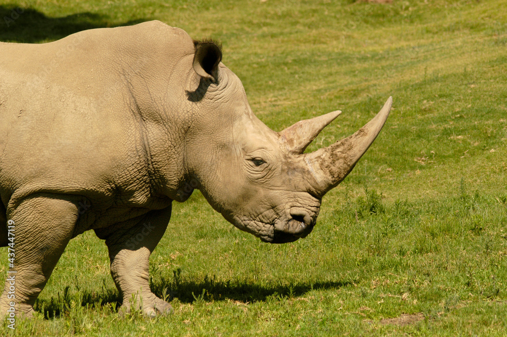 Fototapeta premium An incredible close-up side view of a rhinoceros on safari with large horns grazing and ears at attention. 
