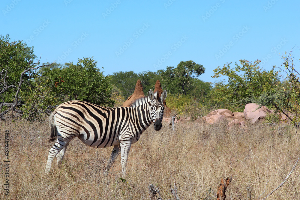 Obraz premium Steppenzebra / Burchell's zebra / Equus burchellii