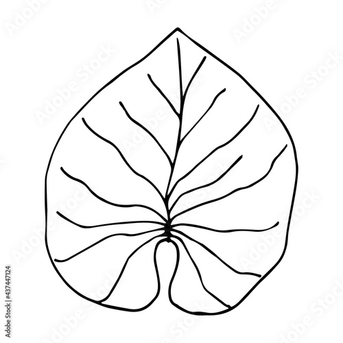 Water lily leaf illustration in doodle style. Hand drawn vector tropical plant isolated on white background.