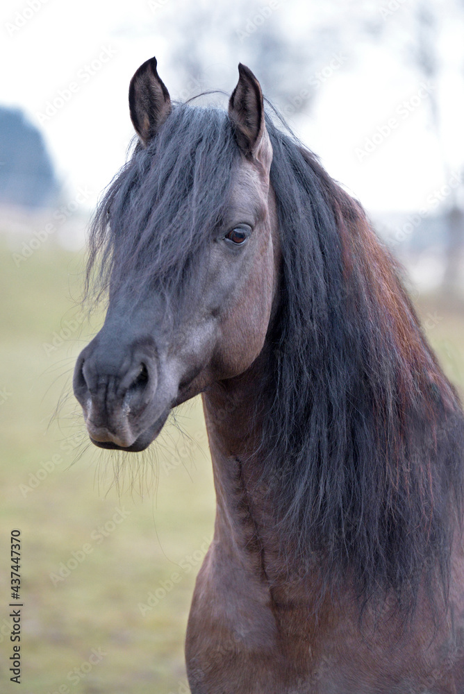Obraz premium Kiger Mustang