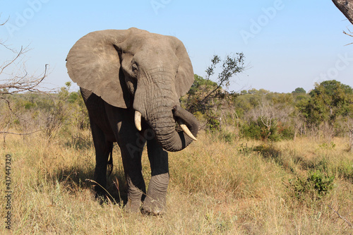 Canvas Print Afrikanischer Elefant / African elephant / Loxodonta africana